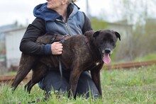 SHEN, Hund, Mischlingshund in Rumänien - Bild 4