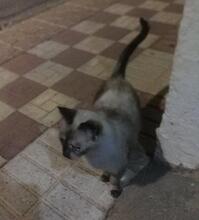 TALULAH, Katze, Siamkatze in Spanien - Bild 7