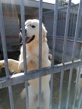 COTTON, Hund, Maremma Abruzzenhund in Italien - Bild 2