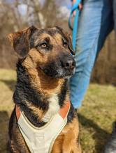 NICOLE, Hund, Mischlingshund in Gnarrenburg - Bild 3