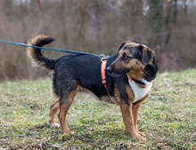 NICOLE, Hund, Mischlingshund in Gnarrenburg - Bild 4