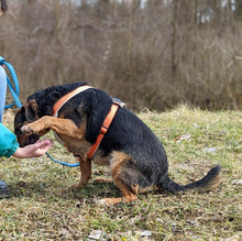 NICOLE, Hund, Mischlingshund in Gnarrenburg - Bild 6