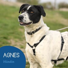 AGNES, Hund, Mischlingshund in Rumänien - Bild 1