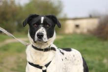 AGNES, Hund, Mischlingshund in Rumänien - Bild 3