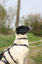 AGNES, Hund, Mischlingshund in Rumänien - Bild 5
