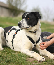 AGNES, Hund, Mischlingshund in Rumänien - Bild 6