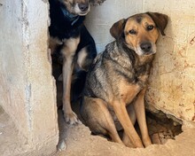 SUMMER, Hund, Mischlingshund in Griechenland - Bild 1