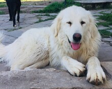 MRWHITE, Hund, Pyrenäenberghund-Mix in Griechenland - Bild 1