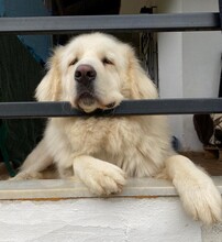 MRWHITE, Hund, Pyrenäenberghund-Mix in Griechenland - Bild 2