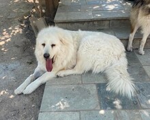 MRWHITE, Hund, Pyrenäenberghund-Mix in Griechenland - Bild 3
