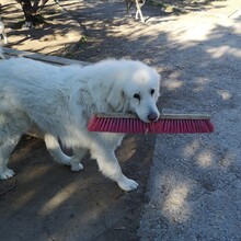 MRWHITE, Hund, Pyrenäenberghund-Mix in Griechenland - Bild 4