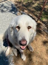 MRWHITE, Hund, Pyrenäenberghund-Mix in Griechenland - Bild 6