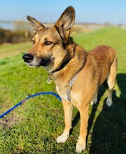 YASHA, Hund, Mischlingshund in Hamburg - Bild 3