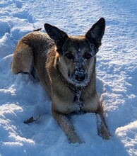 YASHA, Hund, Mischlingshund in Hamburg - Bild 7
