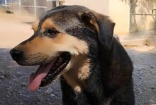 THOMAS, Hund, Mischlingshund in Griechenland - Bild 1