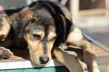 THOMAS, Hund, Mischlingshund in Griechenland - Bild 2