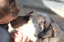 THOMAS, Hund, Mischlingshund in Griechenland - Bild 3