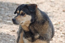 THOMAS, Hund, Mischlingshund in Griechenland - Bild 4