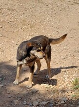THOMAS, Hund, Mischlingshund in Griechenland - Bild 5