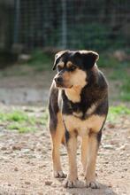 THOMAS, Hund, Mischlingshund in Griechenland - Bild 7