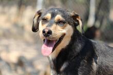 THOMAS, Hund, Mischlingshund in Griechenland - Bild 8