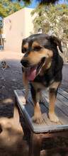 THOMAS, Hund, Mischlingshund in Griechenland - Bild 9