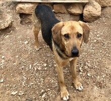FINLAY, Hund, Mischlingshund in Griechenland - Bild 1