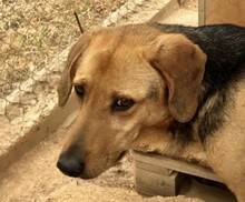 FINLAY, Hund, Mischlingshund in Griechenland - Bild 2