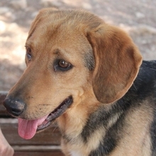 FINLAY, Hund, Mischlingshund in Griechenland - Bild 3