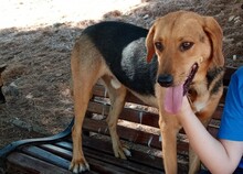 FINLAY, Hund, Mischlingshund in Griechenland - Bild 4