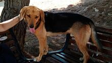 FINLAY, Hund, Mischlingshund in Griechenland - Bild 5