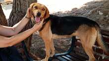 FINLAY, Hund, Mischlingshund in Griechenland - Bild 6