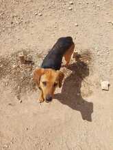 FINLAY, Hund, Mischlingshund in Griechenland - Bild 8
