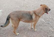 DIDO, Hund, Mischlingshund in Griechenland - Bild 10