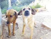 DIDO, Hund, Mischlingshund in Griechenland - Bild 11