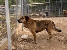 DIDO, Hund, Mischlingshund in Griechenland - Bild 2