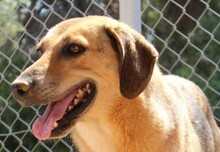 DIDO, Hund, Mischlingshund in Griechenland - Bild 3