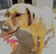 DIDO, Hund, Mischlingshund in Griechenland - Bild 5