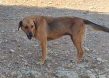 DIDO, Hund, Mischlingshund in Griechenland - Bild 6