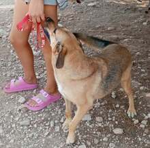 DIDO, Hund, Mischlingshund in Griechenland - Bild 7