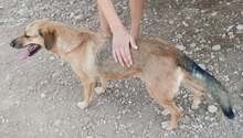 DIDO, Hund, Mischlingshund in Griechenland - Bild 9