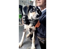 LEXI, Hund, Mischlingshund in Rumänien - Bild 3