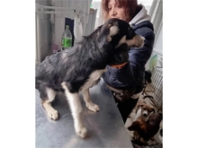 LEXI, Hund, Mischlingshund in Rumänien - Bild 4