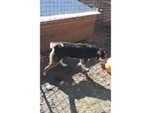 LEXI, Hund, Mischlingshund in Rumänien - Bild 5