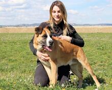 BOBBIE, Hund, Mischlingshund in Italien - Bild 13