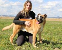 BOBBIE, Hund, Mischlingshund in Italien - Bild 16