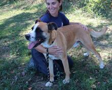 BOBBIE, Hund, Mischlingshund in Italien - Bild 19