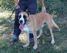 BOBBIE, Hund, Mischlingshund in Italien - Bild 20