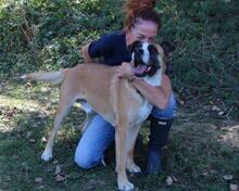 BOBBIE, Hund, Mischlingshund in Italien - Bild 21