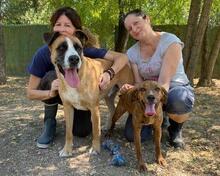 BOBBIE, Hund, Mischlingshund in Italien - Bild 23